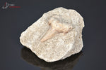 Dent de requin fossile Lamna obliqua sur gangue - Maroc - fossiles 5,1 cm / 41g / AM798 - Vignette | 1001 minéraux