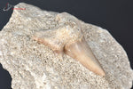 Dent de requin fossile Lamna obliqua sur gangue - Maroc - fossiles 5,1 cm / 41g / AM798 - Vignette | 1001 minéraux