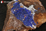 Azurite du Maroc (croûte sur roche) - 157 g / AN875 - Vignette | 1001 minéraux