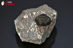 Trilobite Phacops - Maroc - Fossiles 5 cm / 70g / AP678 - Vignette | 1001 minéraux