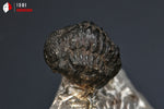 Trilobite Phacops - Maroc - Fossiles 5 cm / 70g / AP678 - Vignette | 1001 minéraux