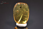 Ambre avec insectes - Birmanie - fossiles 2,3 cm / 2,1g / BF421 - Vignette | 1001 minéraux