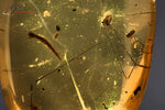 Ambre avec insectes - Birmanie - fossiles 2,3 cm / 2,1g / BF421 - Vignette | 1001 minéraux