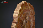Grande tranche de Bois fossilisé - Madagascar - fossiles 16,3 cm / 881g / BG278 - Vignette | 1001 minéraux