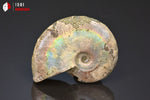 Ammonite Cleoniceras irisée - Madagascar - fossiles 6 cm / 43g / BM521 - Vignette | 1001 minéraux