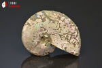 Ammonite Cleoniceras irisée - Madagascar - fossiles 6 cm / 43g / BM521 - Vignette | 1001 minéraux