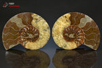 Grande Ammonite Cleoniceras sciée - Madagascar - fossiles 13,5 cm / 614g / BN150 - Vignette | 1001 minéraux