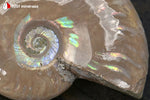 Ammonite Cleoniceras irisée de Madagascar - 39 g / BN877 - Vignette | 1001 minéraux