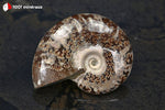 Ammonite Cleoniceras de Bestsikiry, Madagascar - 32 g / BN878 - Vignette | 1001 minéraux