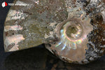 Ammonite Cleoniceras de Bestsikiry, Madagascar - 25 g / BN879 - Vignette | 1001 minéraux