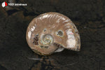 Ammonite Cleoniceras de Madagascar - 21 g / BN881 - Vignette | 1001 minéraux