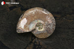 Ammonite Cleoniceras de Madagascar - 21 g / BN881 - Vignette | 1001 minéraux