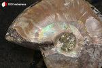 Ammonite Cleoniceras de Madagascar - 21 g / BN881 - Vignette | 1001 minéraux