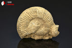 Ammonite perisphinctes fossile de France - 5,2 cm - 44g / BP371 - Vignette | 1001 minéraux