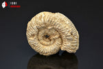 Ammonite perisphinctes fossile de France - 4,7 cm - 37 g / BP374 - Vignette | 1001 minéraux