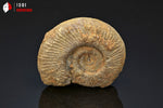 Ammonite perisphinctes de France - 4,7 cm - 41 g / BP375 - Vignette | 1001 minéraux