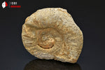 Ammonite perisphinctes fossile de France - fossiles 5 cm - 43 g / BP377 - Vignette | 1001 minéraux