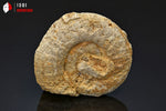 Ammonite perisphinctes fossile de France - fossiles 5 cm - 43 g / BP377 - Vignette | 1001 minéraux