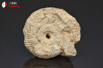 Ammonite perisphinctes fossile - France - 5,1 cm - 44 g / BP381 - Vignette | 1001 minéraux