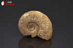 Ammonite perisphinctes fossile de France - 4,4 cm - 35 g / BP384 - Vignette | 1001 minéraux