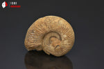 Ammonite perisphinctes fossile de France - 4,4 cm - 35 g / BP384 - Vignette | 1001 minéraux