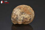 Ammonite perisphinctes fossile de France - 4,8 cm - 57 g / BP386 - Vignette | 1001 minéraux