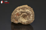 Ammonite perisphinctes fossile de France - 4,9 cm - 51 g / BP387 - Vignette | 1001 minéraux