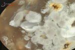 Agate fleurs de Madagascar galet poli translucide (inclusions blanches) - 168 g / BA658 - Vignette | 1001 minéraux