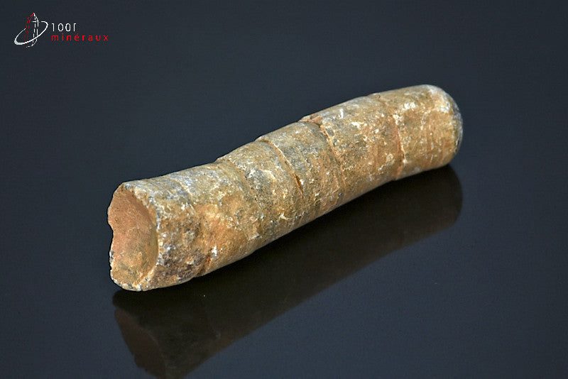 Fossile d'orthocéras du Maroc hors gangue