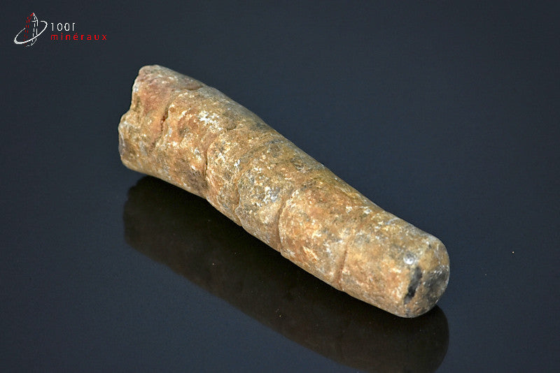 Fossile d'orthocéras du Maroc hors gangue