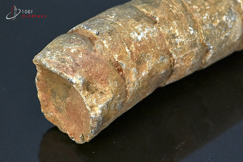 Fossile d'orthocéras du Maroc hors gangue