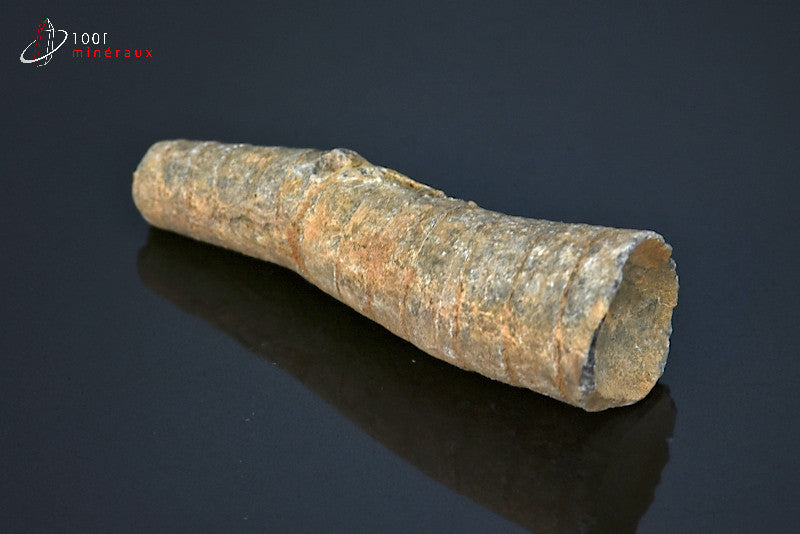 Fossile d'orthocéras du Maroc hors gangue