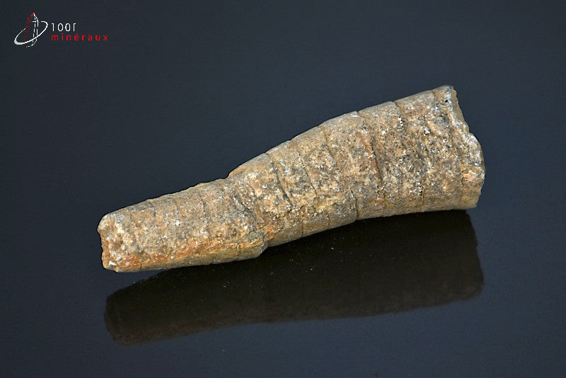 Fossile d'orthocéras du Maroc hors gangue