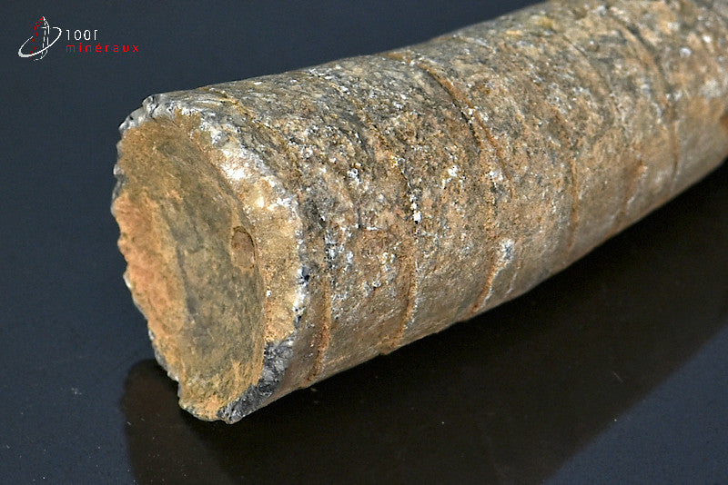 Fossile d'orthocéras du Maroc hors gangue