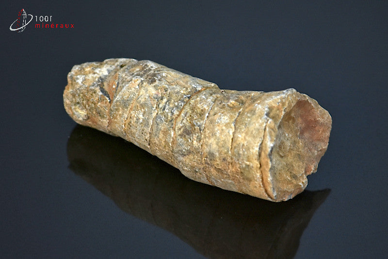 Fossile d'orthocéras du Maroc hors gangue