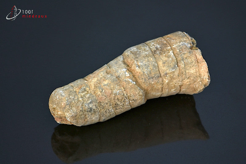 Fossile d'orthocéras du Maroc hors gangue