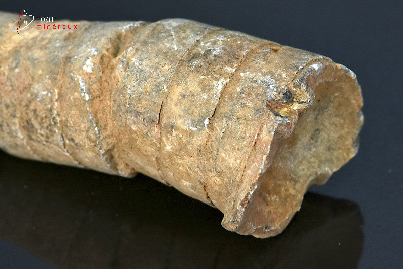 Fossile d'orthocéras du Maroc hors gangue