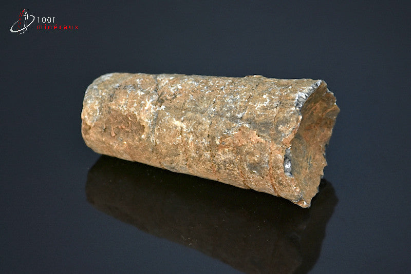 Fossile d'orthocéras du Maroc hors gangue