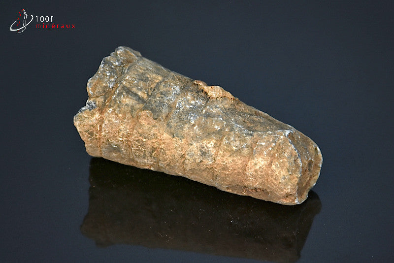 Fossile d'orthocéras du Maroc hors gangue