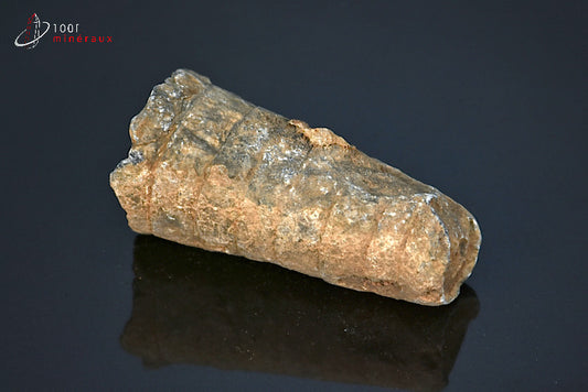 Fossile d'orthocéras du Maroc hors gangue