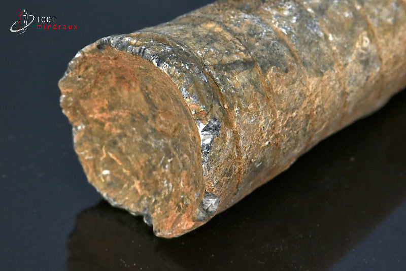 Fossile d'orthocéras du Maroc hors gangue