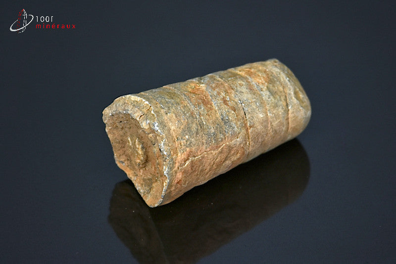 Fossile d'orthocéras du Maroc hors gangue