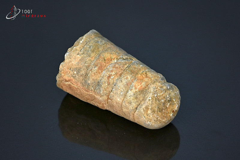 Fossile d'orthocéras du Maroc hors gangue