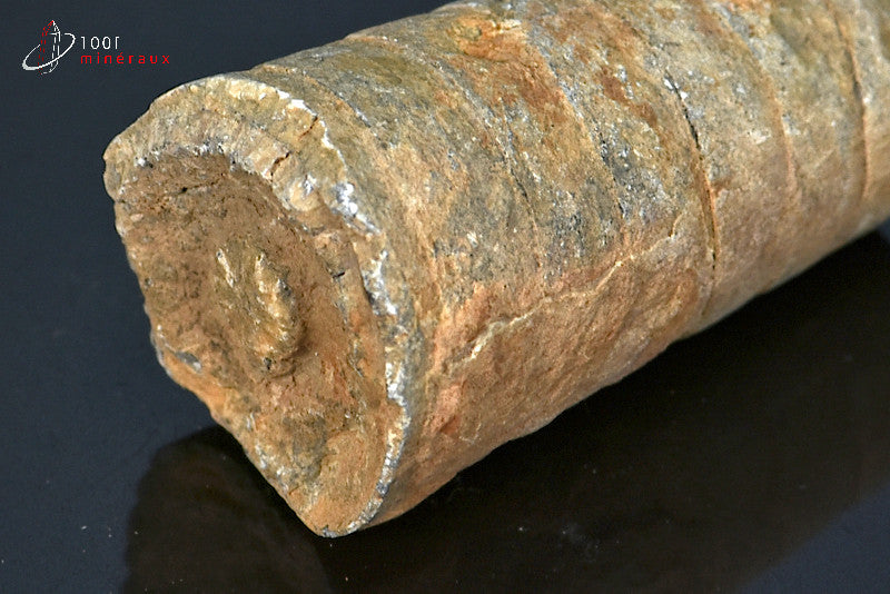 Fossile d'orthocéras du Maroc hors gangue