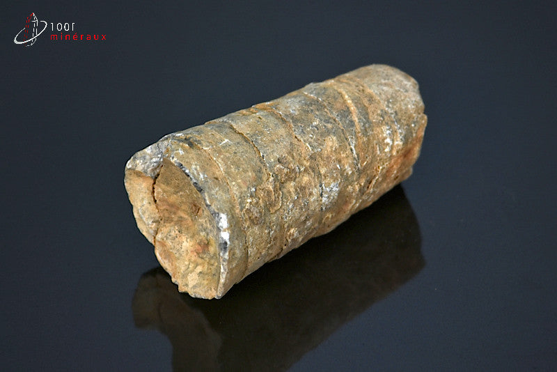Fossile d'orthocéras du Maroc hors gangue
