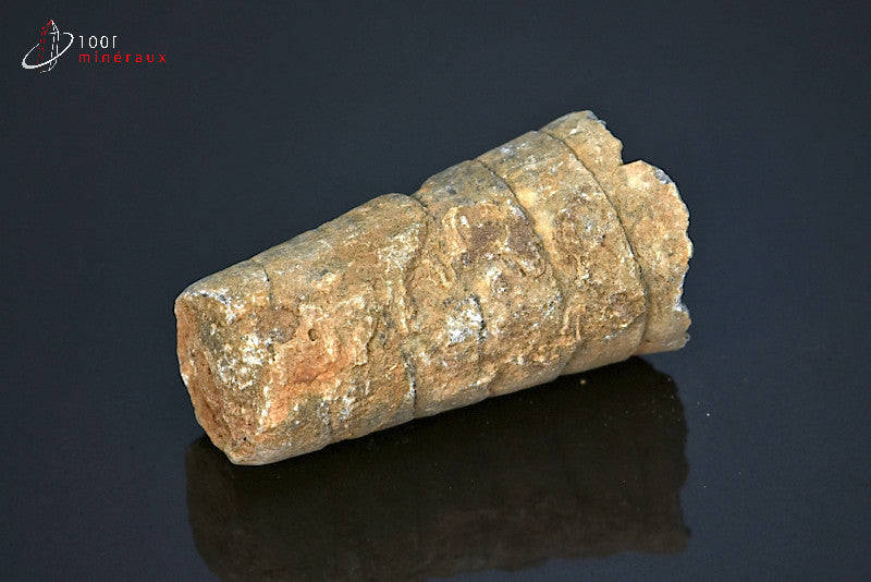 Fossile d'orthocéras du Maroc hors gangue