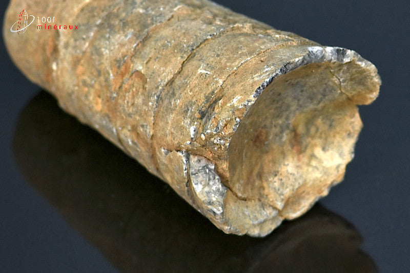 Fossile d'orthocéras du Maroc hors gangue