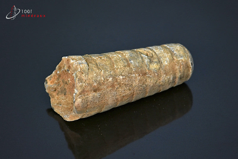 Fossile d'orthocéras du Maroc hors gangue