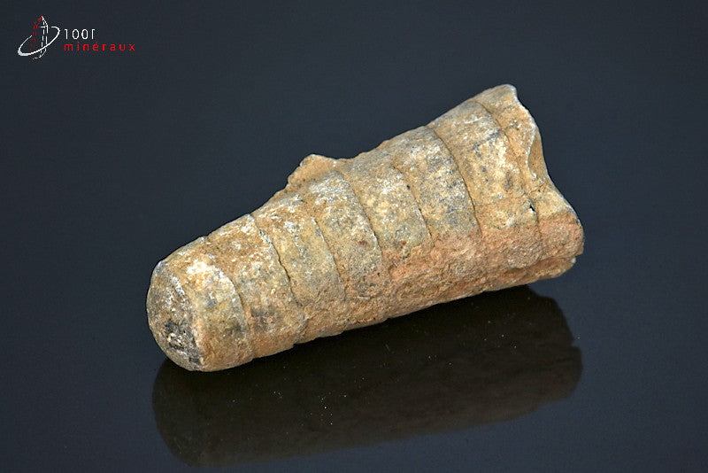 Fossile d'orthocéras du Maroc hors gangue
