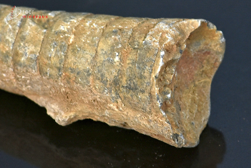 Fossile d'orthocéras du Maroc hors gangue